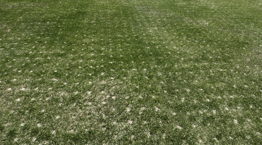 turf after plugging